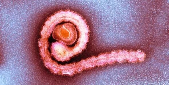 գաճաճ երիզորդ մարդու մարմնում