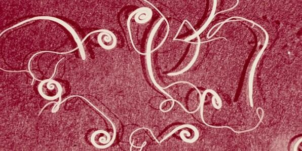 մարդու մակաբույծների լուսանկար