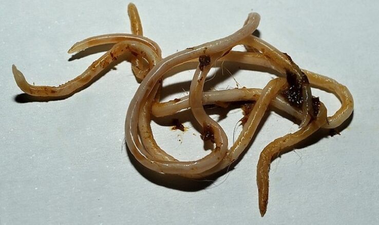 toxocara մարդու մարմնից