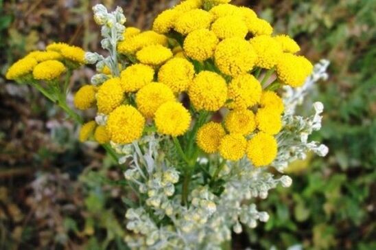 tansy մակաբույծներից մարդու մարմնում